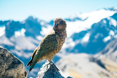 浅灰色和绿色的鸟的摄影关注山岩石白天
